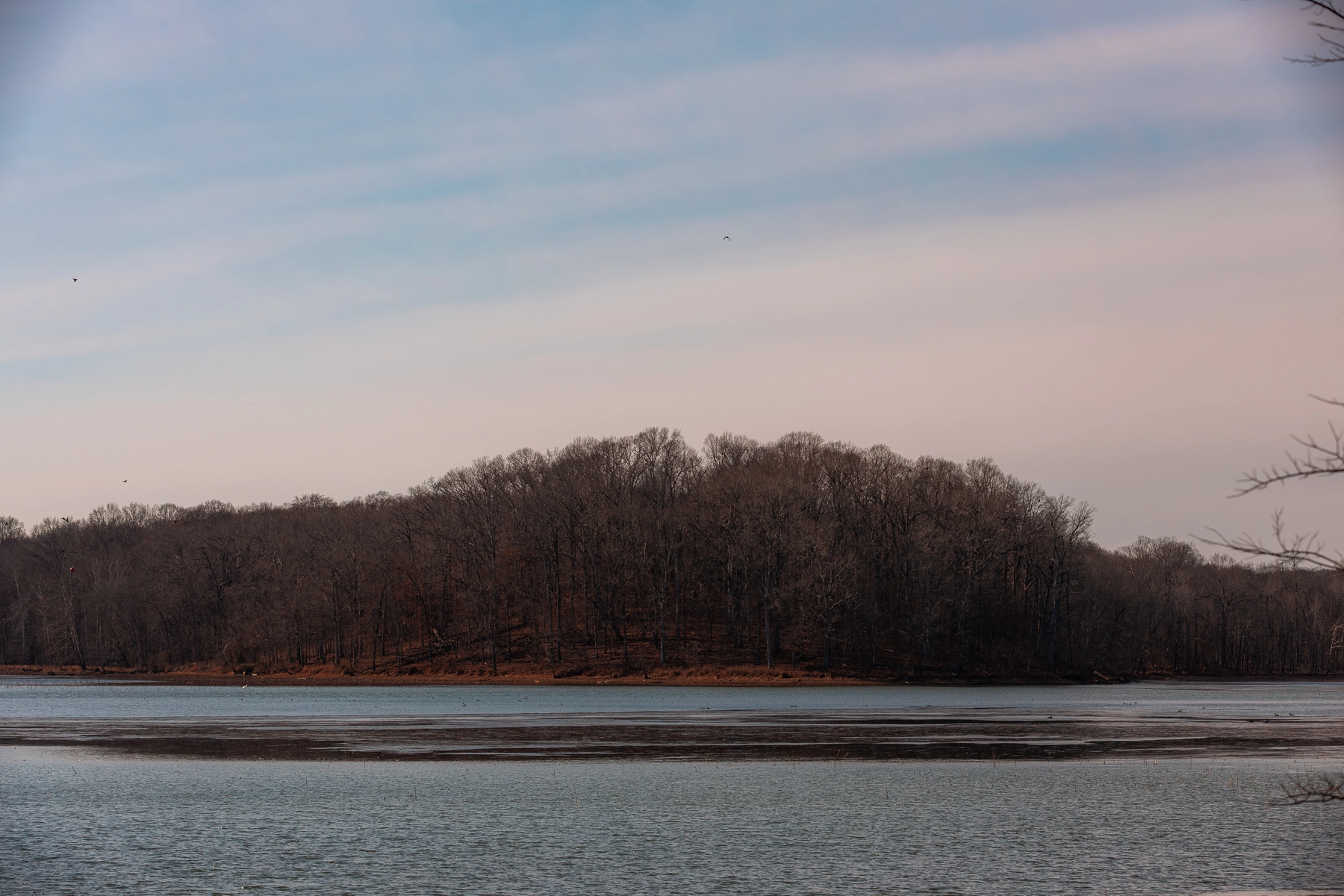 Bald Eagle Viewing Van Tours in Land Between the Lakes